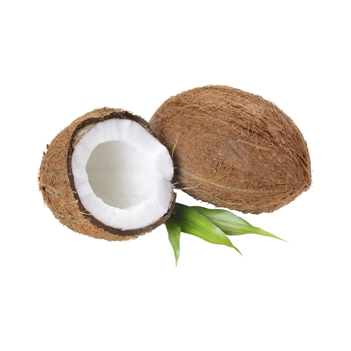 Coconut