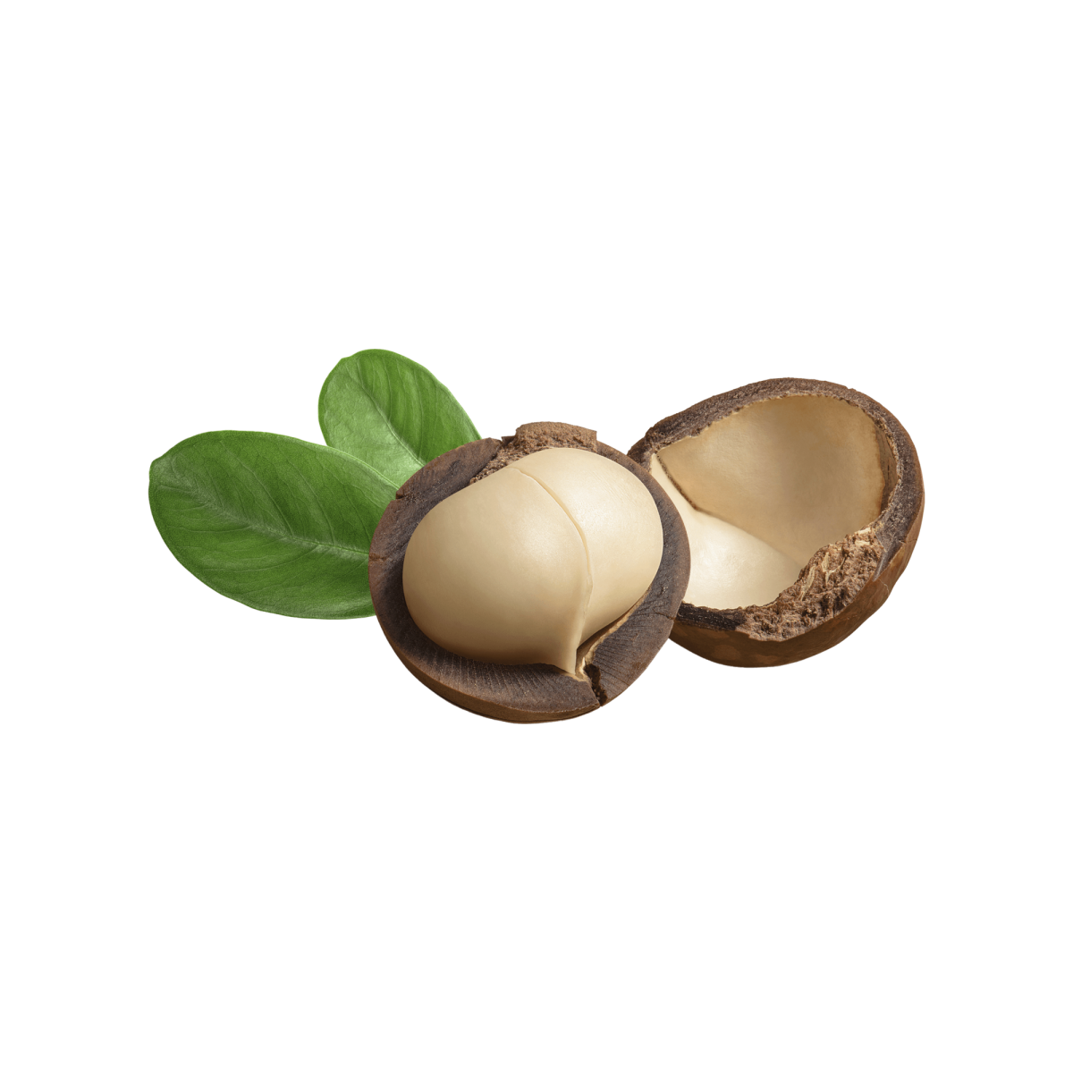 Macadamia